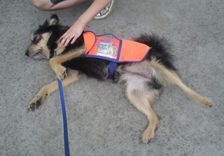 donation dog